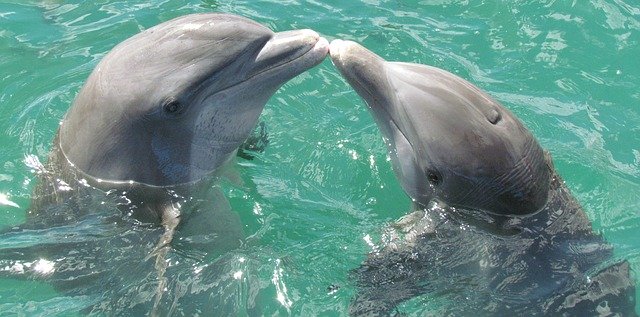 polibek delfínů