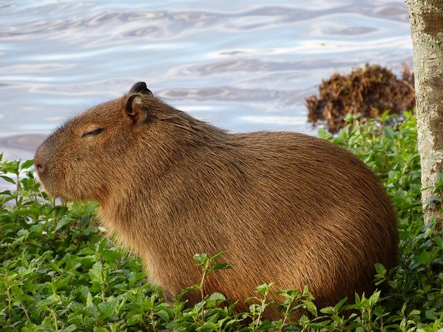 Kapybara u vody