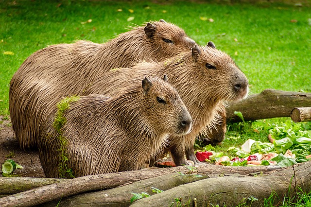 rodina kapybar