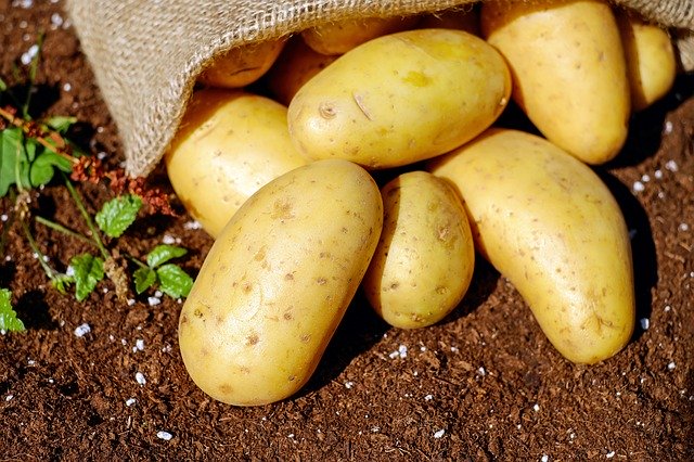 brambory v pytli